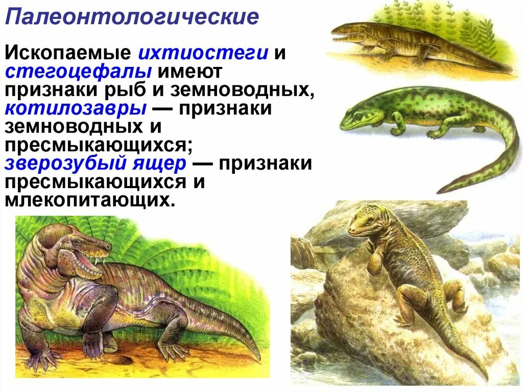 Переходная форма рыб и земноводных. Ихтиостега переходная форма между. Переходная форма между земноводными и пресмыкающимися. Переходная форма амфибии и рептилии.