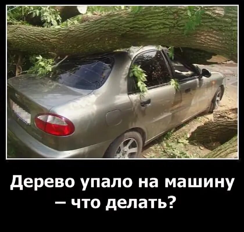 Кому звонить если упало дерево. Машина на дереве. машина под деревом. дерево упало на авто.