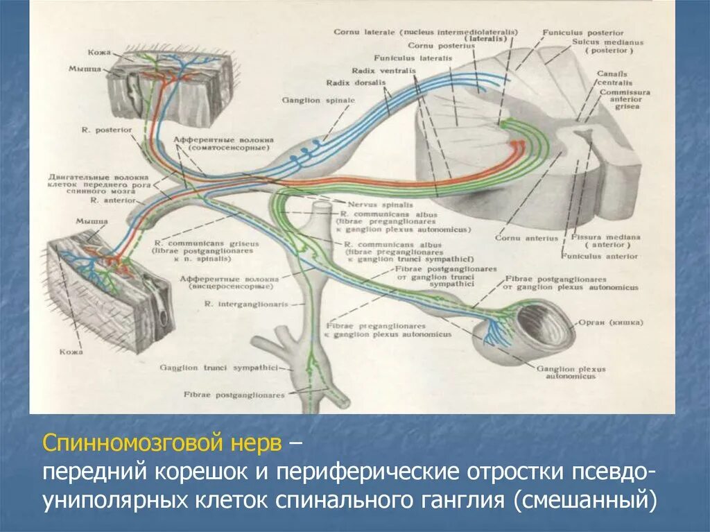 Ветви спинномозговых нервов иннервирующие. Образование и ветви спинномозговых нервов схема. Схема формирования спинномозгового нерва. Ответвления спинномозговых нервов. Схема образования спинномозгового нерва.