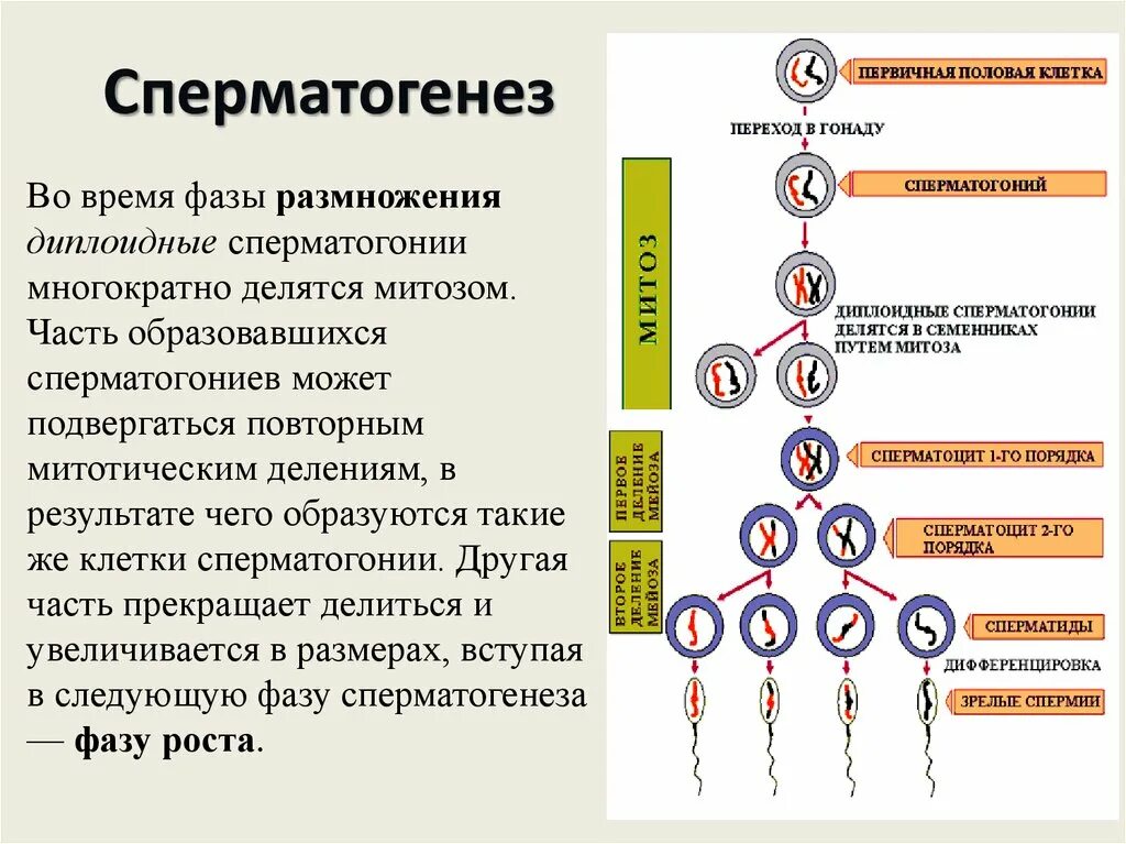 Образование мужских половых клеток. Фаза роста сперматогенез. сперматогенез образование схема. фаза созревания сперматозоидов. схема процесса сперматогенеза.