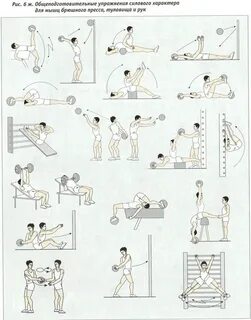 Физические упражнения стимулируют