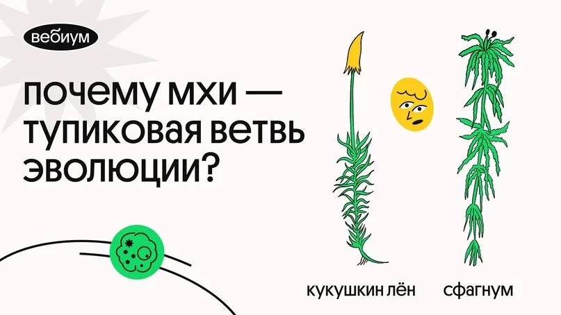 Моховидные тупиковая ветвь эволюции. Древо эволюции растений. Эволюция растений риниофиты. Наиболее примитивный представитель псилофитов. Этапы эволюции растений.