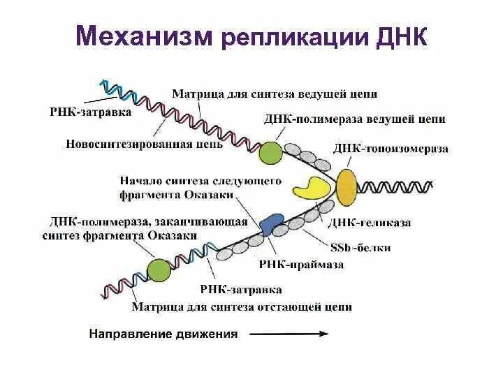 Процесс разрезания молекулы днк с помощью ферментов. Схема процесса репликации ДНК. Основные стадии процесса репликации ДНК.. Схема репликации ДНК ферменты. Репликация ДНК схема стадии.