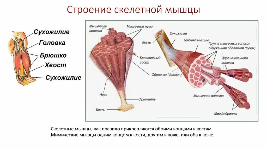 Класс мышцы. Биология 8 класс строение и функции скелетных мышц. Строение скелетной мышцы человека 8 класс биология. Строение мышц скелетной мышцы. Строение скелетной мускулатуры 8 класс.