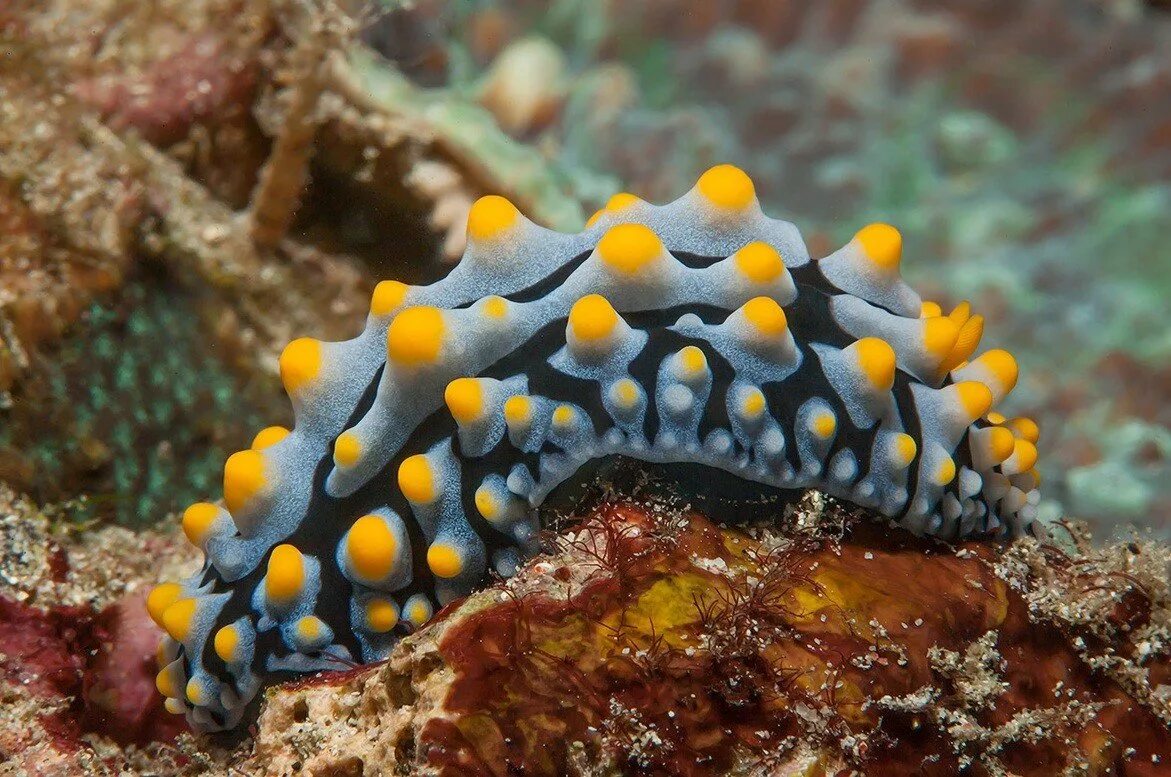 сине кольчетый осм5ног. двужаберные головоногие моллюски. павлиновая креветка-богомол. удивительные морские обитатели. морские животные россии.