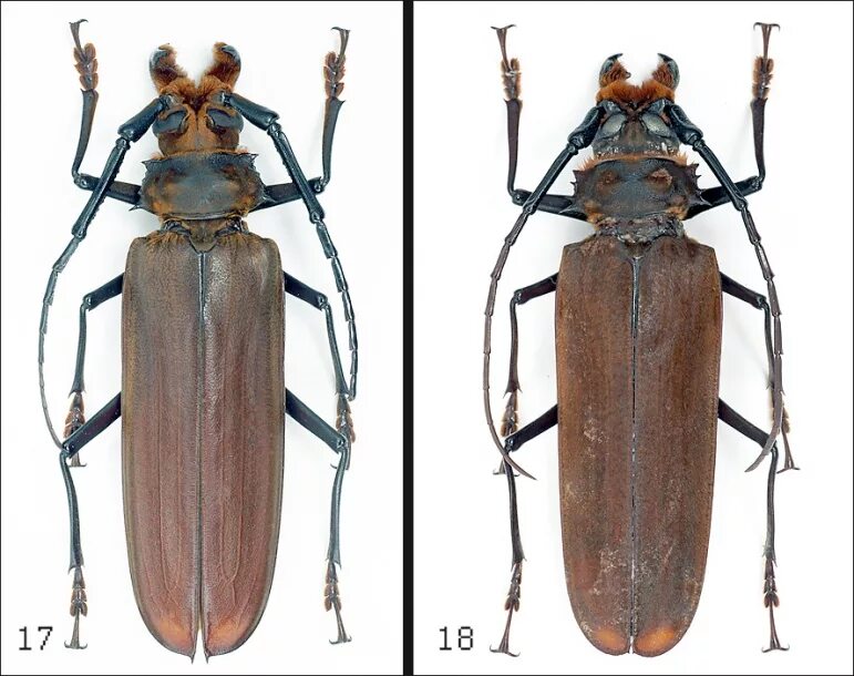 Жук дубовый усач. Cerambyx cerdo linnaeus, 1758. Черный жук усач. Жук дровосек в кчр. Стриж балда.