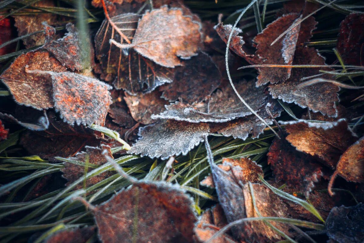 поджигает кучи осенние ночные заморозки. поджигает кучи осенние ночные заморозки. поджигает кучи осенние ночные заморозки. заморозки осенью. осень заморозки.