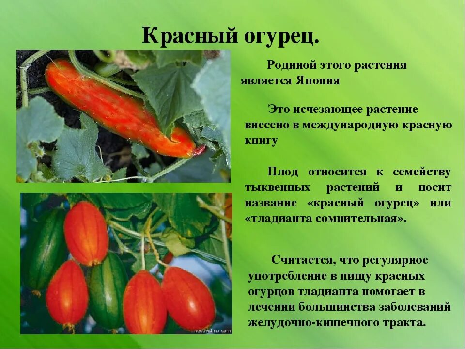 Красный огурец. Красные огурцы сорта. Тладианта красный огурец. Красные огурцы семена. Почему семена огурцов