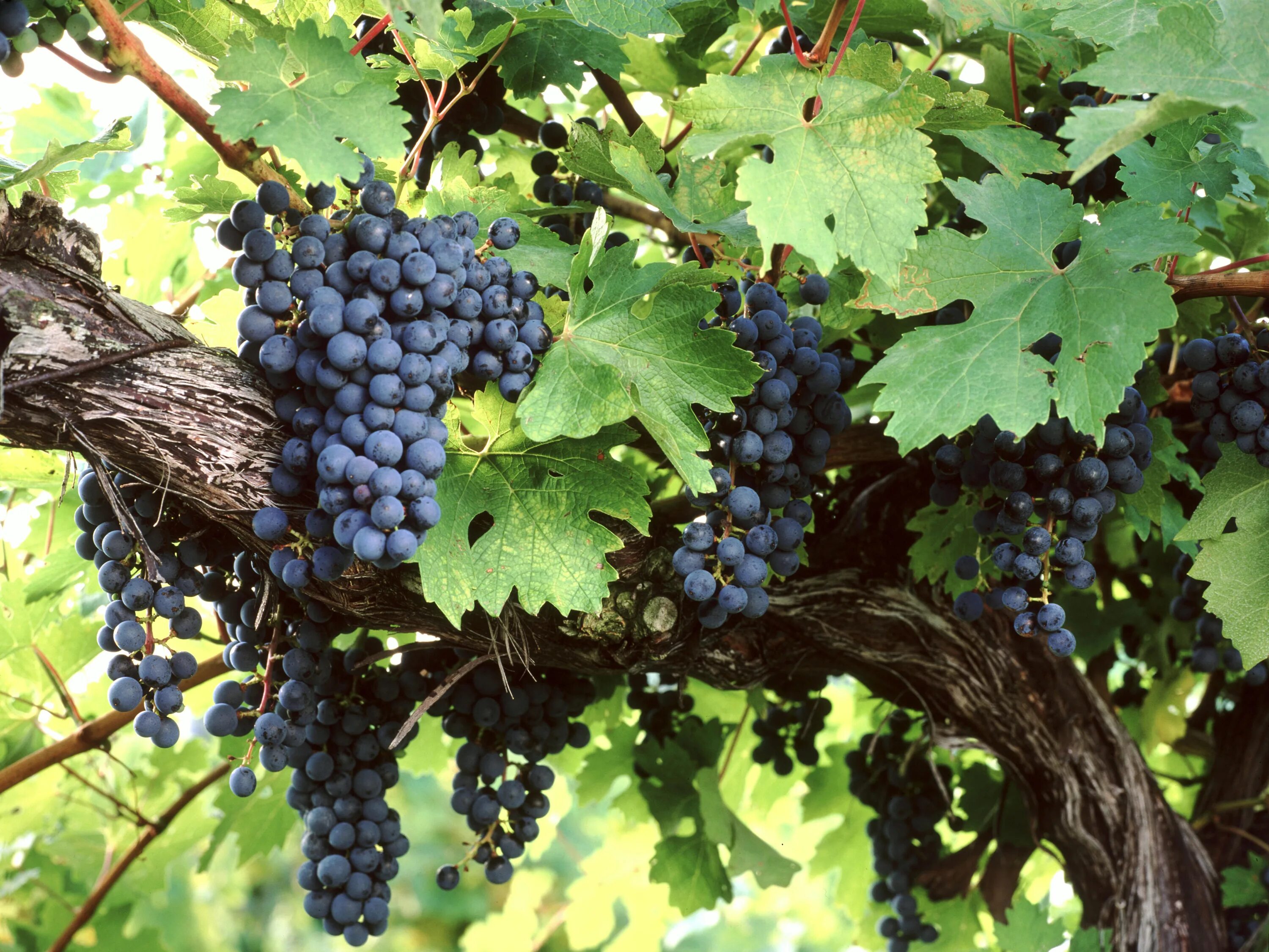 Vitis amurensis. Виноград Vitis. Виноград Каберне Совиньон.