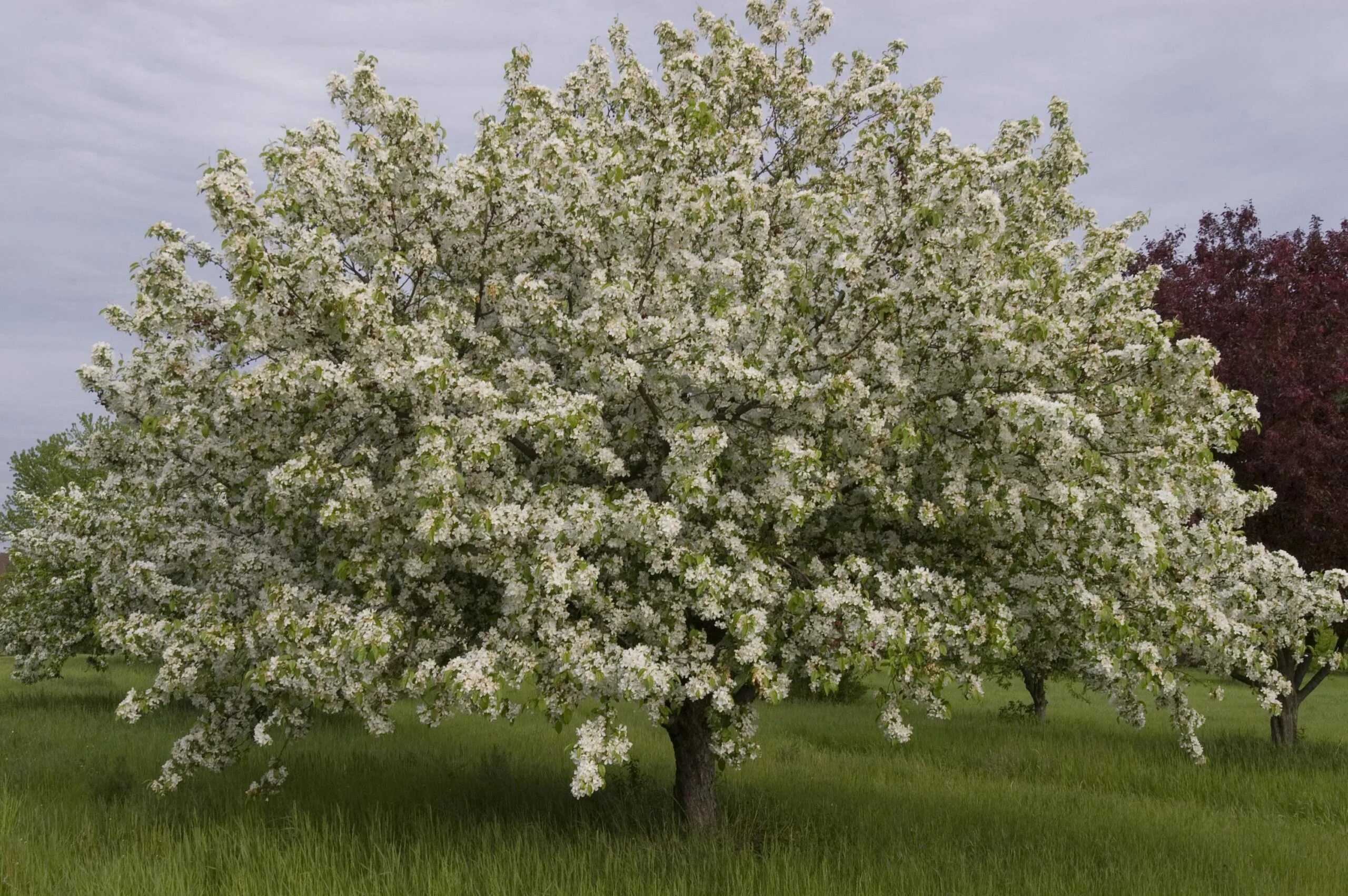 Яблоня Malus Hyslop. Яблоня белый налив. Яблоня Malus angustifolia. Яблоня быстрый