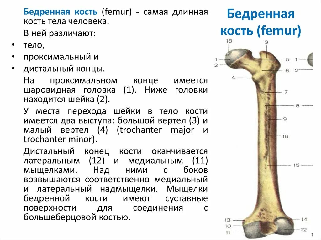 Дистальный конец бедренной кости. Шейка бедренной кости анатомия. Костная структура головки бедренной кости. Бедренная кость анатомия строение.