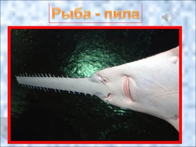 Рыба пила слушать. Пилорылые скаты. рыба-пила. рыба пила пила. акула пила.