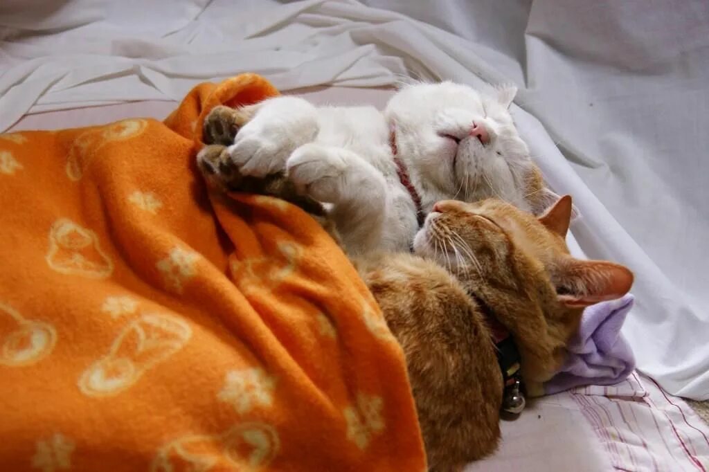 Спокойно в постели. Спящие котята. Кот в одеяле. Котик под одеялом.