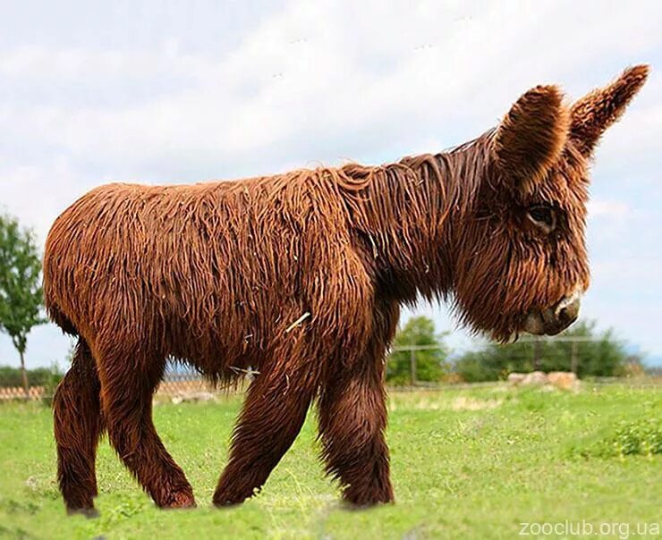 Напоминая лошадь. Буланая масть лошади. Напоминая лошадь. Саха ата якутская лошадь. Голова лошади.