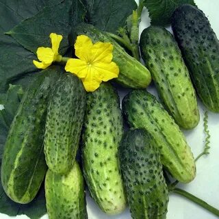 Огурцы сорт чижик