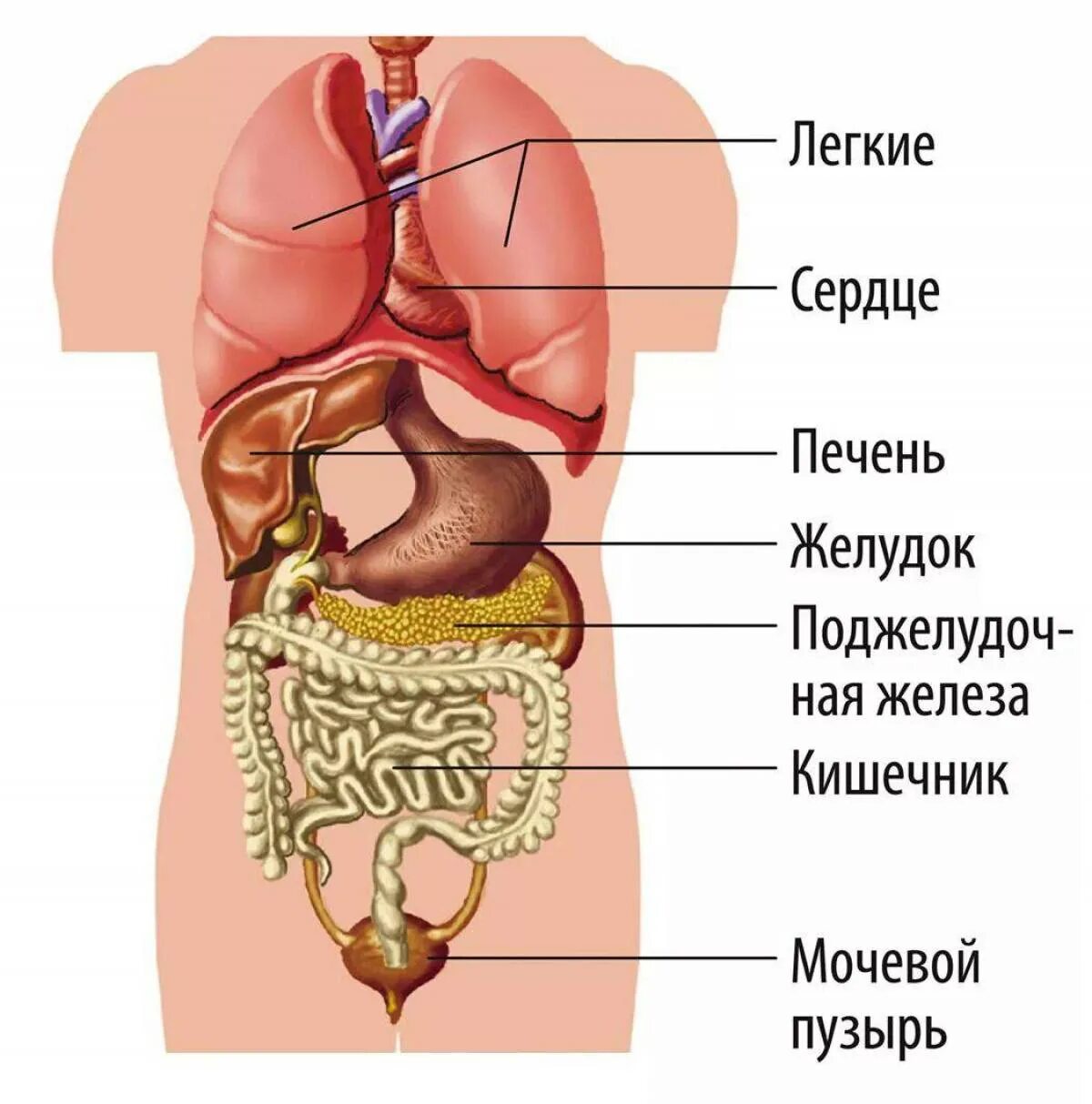 Органы человека картинка. Внутренние органы человека. Строение органов человека. Человеческие органы расположение.