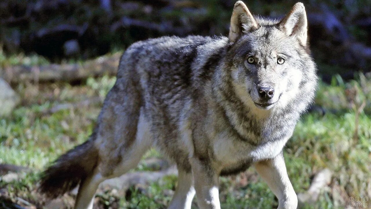 Родина дружелюбного волка. Волк canis Lupus. Среднеазиатский волк. Аравийский волк. Canis Lupus pallipes.