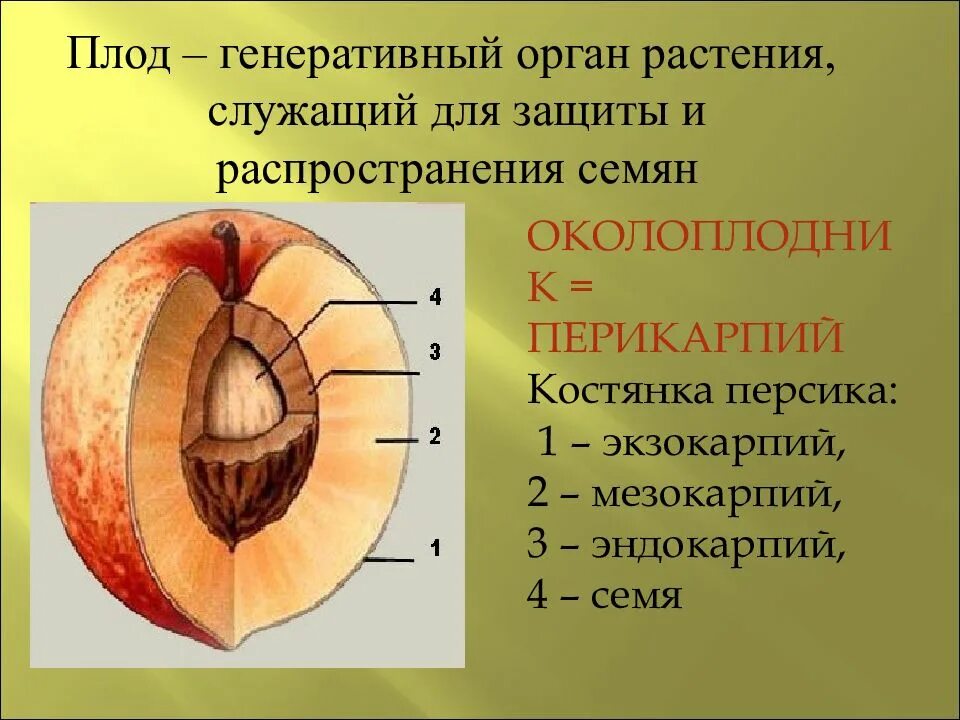 Околоплодник персика какие структуры