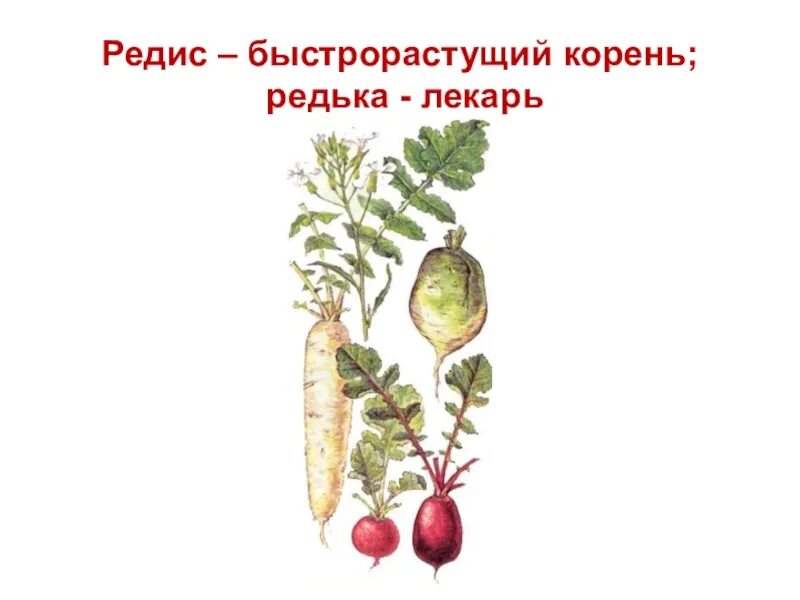 Редька корневая система. Корень редьки. редька корнеплод. редька лекарь. корневище редьки.