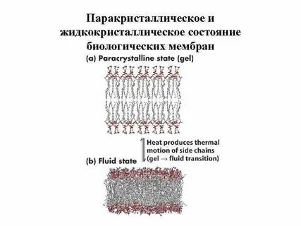 Состояние мембраны