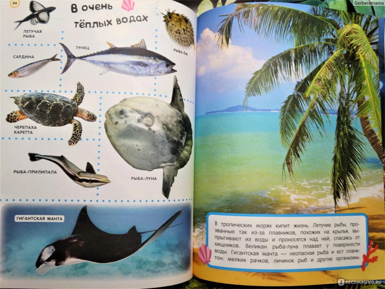 Энциклопедия в картинках. Энциклопедия для детей. Детская энциклопедия росмэн корабли. Большие энциклопедии для детей. Детские энциклопедии для дошкольников.