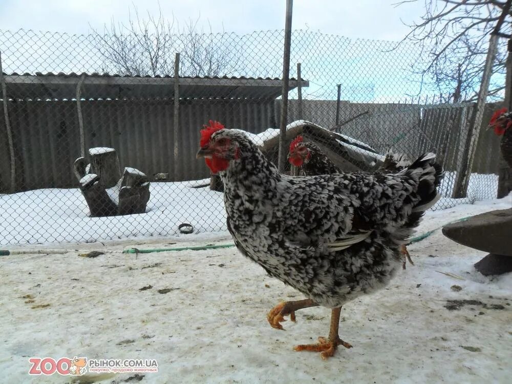 Куры ливенские описание породы отзывы