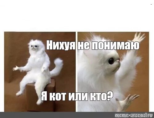 Мем чучело кота. Непонимающий котенок Мем. Понимающий кот мемы. Мем понял кот.