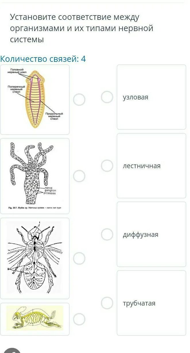 Типы нервных систем сетчатая лестничная Узловая трубчатая. Типы нервной системы диффузная стволовая Узловая. Типы нервной системы Узловая трубчатая. Типы нервной системы диффузная Узловая трубчатая.