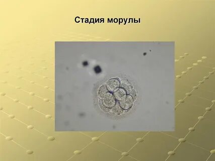 Зародыш на стадии морулы