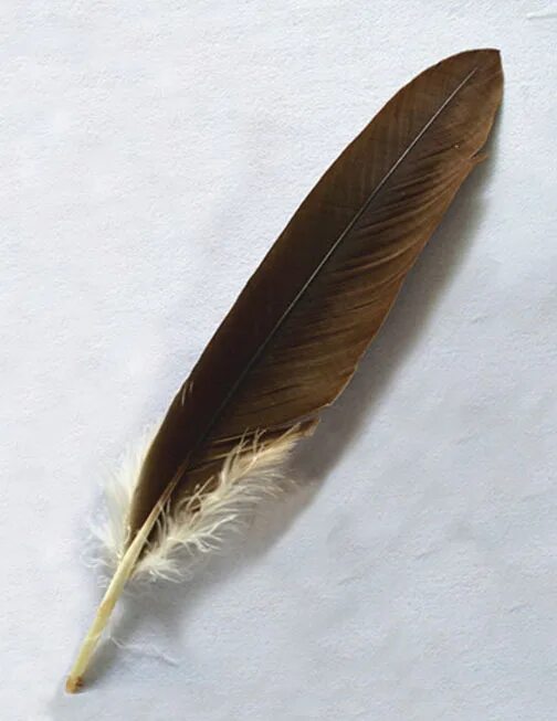 Feathering his own. Картина перо. Перо орла. Перо neruse. Feather 183б.