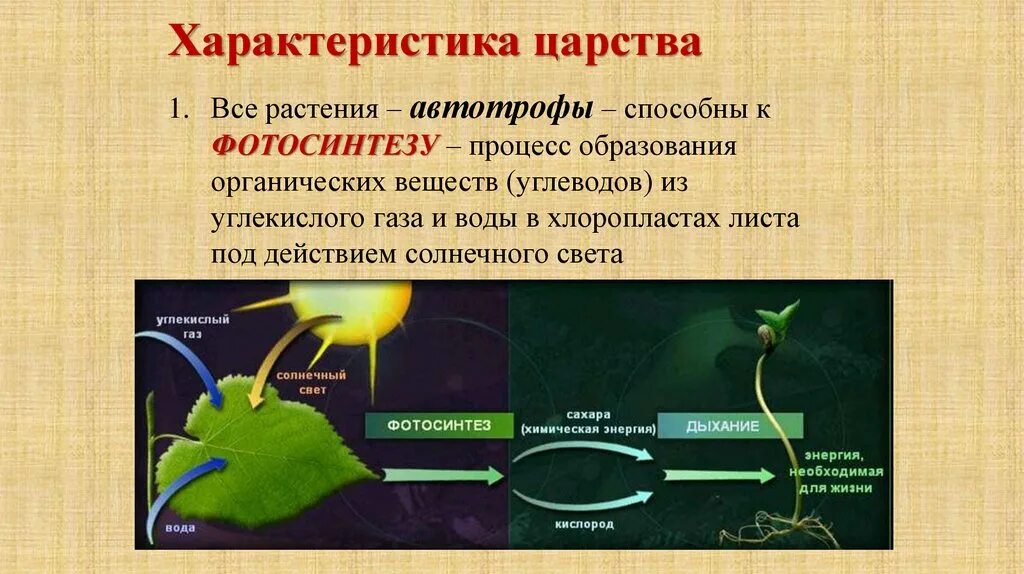 Автотрофы фотосинтез. Процесс образования органических веществ. Фотосинтез это процесс образования органических веществ. Автотрофы процесс фотосинтеза. У грибов есть фотосинтез