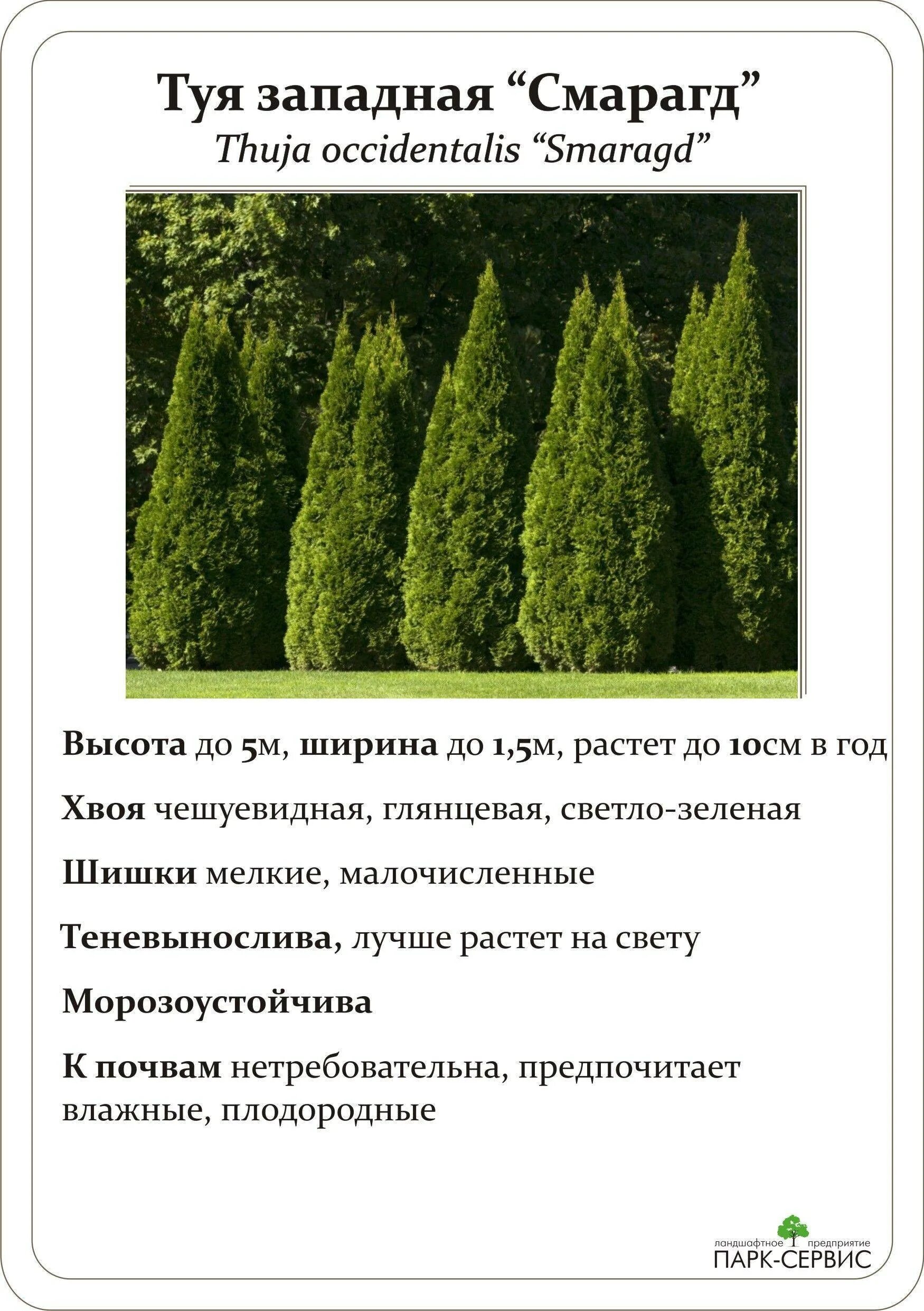 Туя западная смарагд фото и описание. Хвойные туя Смарагд. Туя Смарагд Смарагд. Туя Смарагд размер диаметр кроны. Туя Западная Смарагд с3.