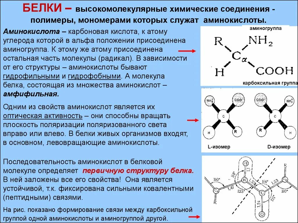 Соединение мономеров белка. Структура аминокислот и их соединение в белковой молекуле. Строение молекулы аминокислоты. Сильные и слабые взаимодействия в белковой молекуле. Аминокислоты структурные мономеры белков.