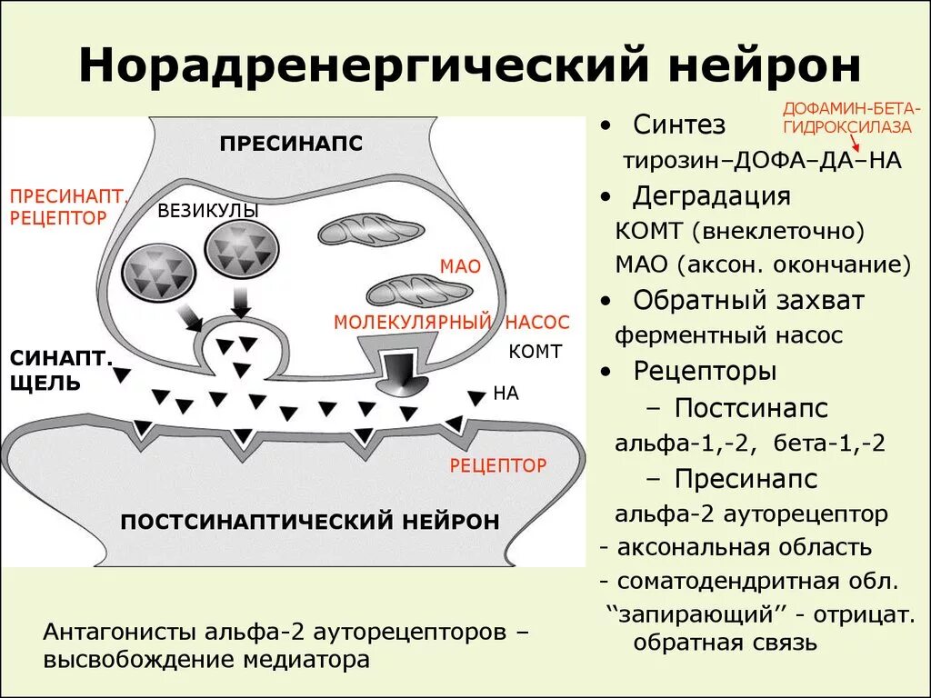 Схема действия дофамина. Норадренергические Нейроны. Дофаминовый Нейрон. Норадренергические рецепторы. Захват дофамина