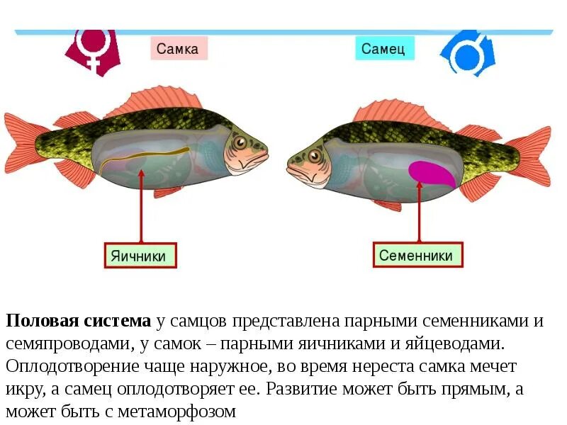 Функции половой системы у рыб. Внутреннее строение рыб половая система. Органы размножения рыб схема. Функции системы размножения у рыб.