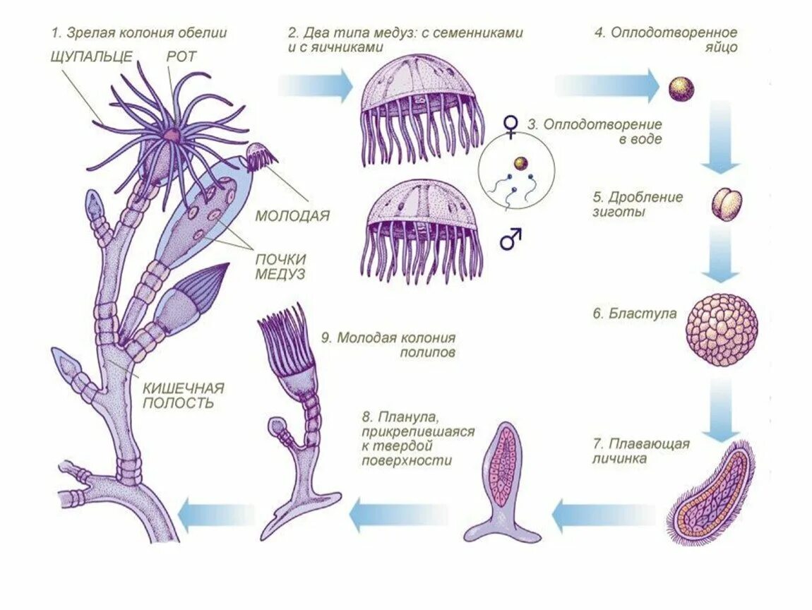 Какие клетки у кишечнополостных обеспечивают процесс регенерации. Цикл развития гидроидной медузы обелии. Жизненный цикл ГИДРОИДА Aurelia. Жизненный цикл ГИДРОИДА обелии. Размножение гидроидных кишечнополостных.