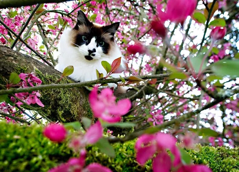 Весенняя кошечка. Кошки на цветущих деревьях. Коты весной.