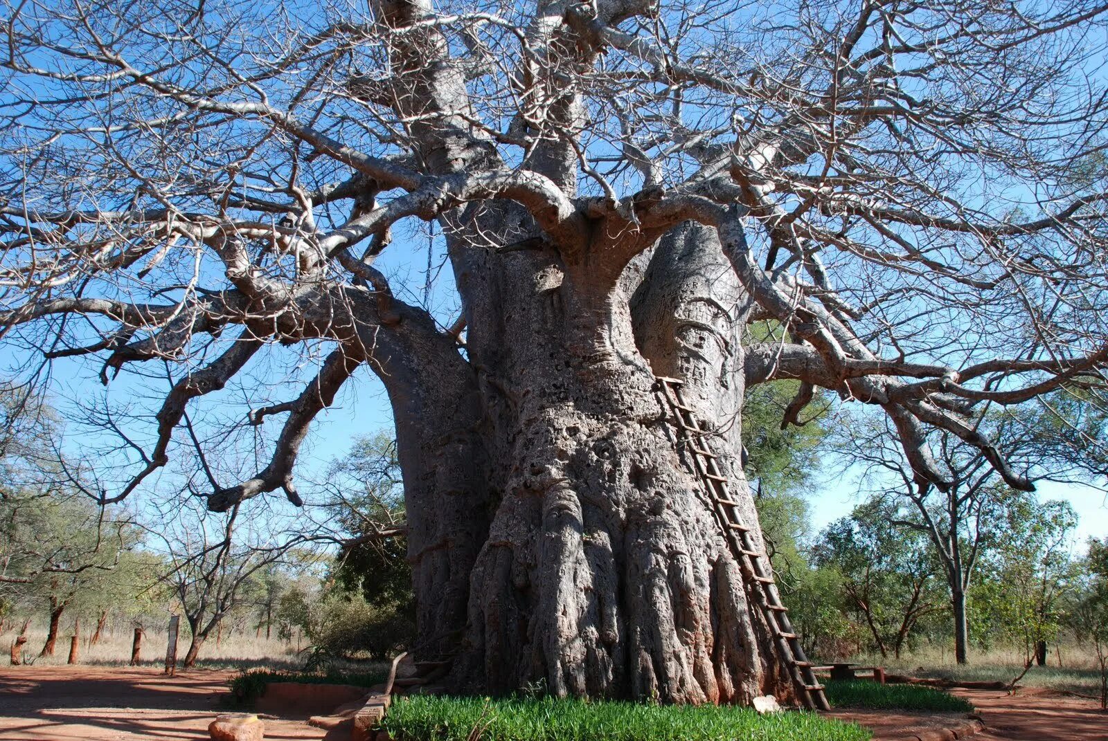 Баобаб дерево. Баобаб самое толстое дерево. Дерево Бао баобаб. Кебрачо дерево.