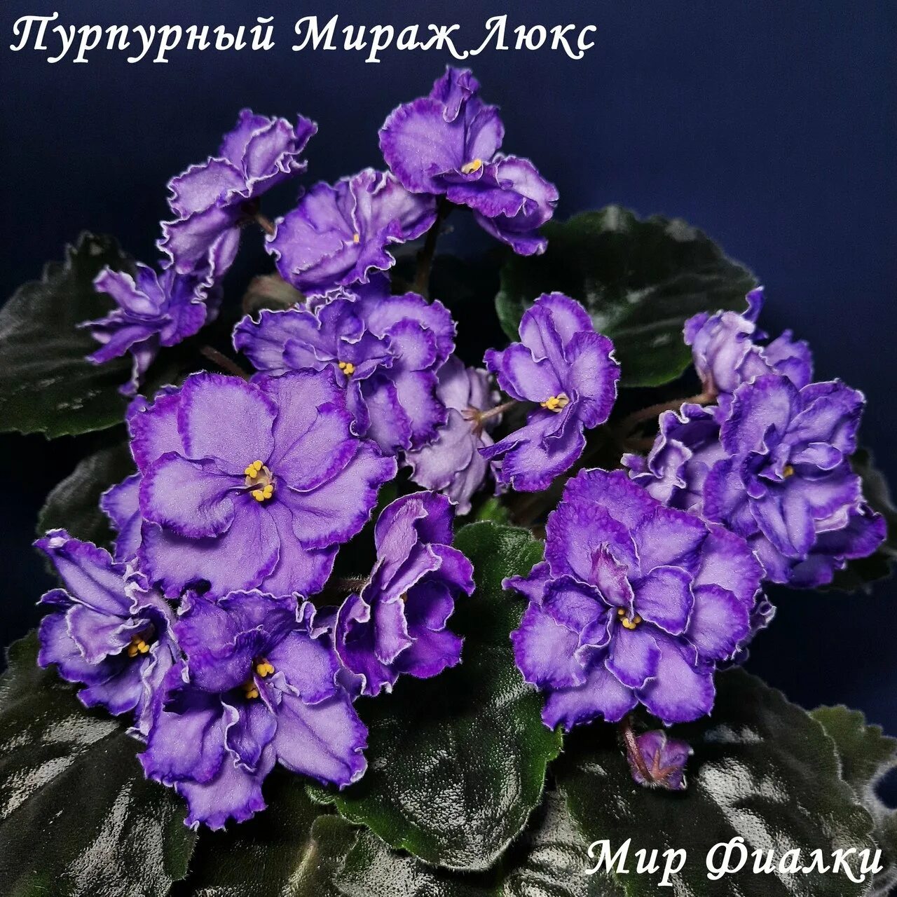 Фиалка пурпурный Мираж Морев