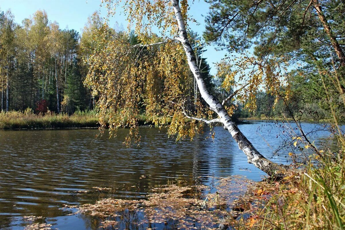 Эх березы. Брянск река Березка. Река Березка Тверская область. Березы у реки. Осень береза у реки.