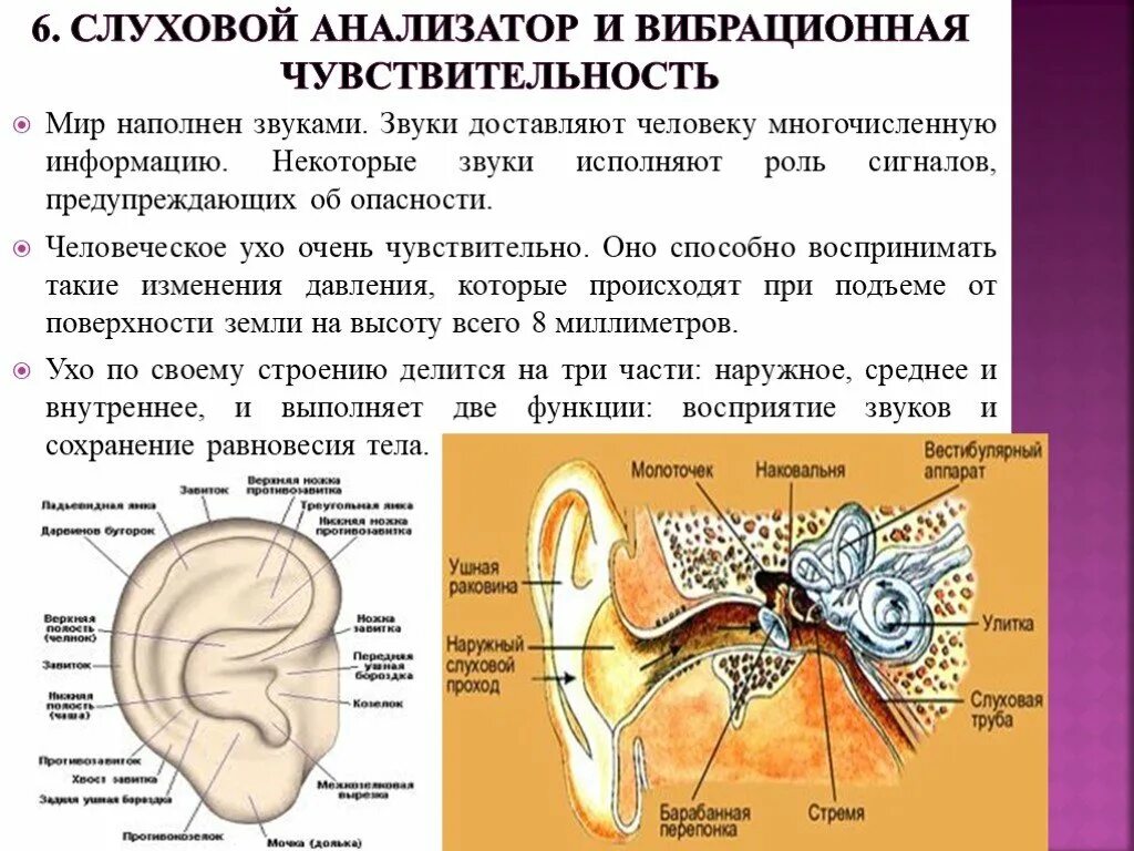 Структура строение функции слухового анализатора. Строение слухового анализатора анализатора. Функции слухового анализатора физиология. Вспомогательные структуры слухового анализатора.