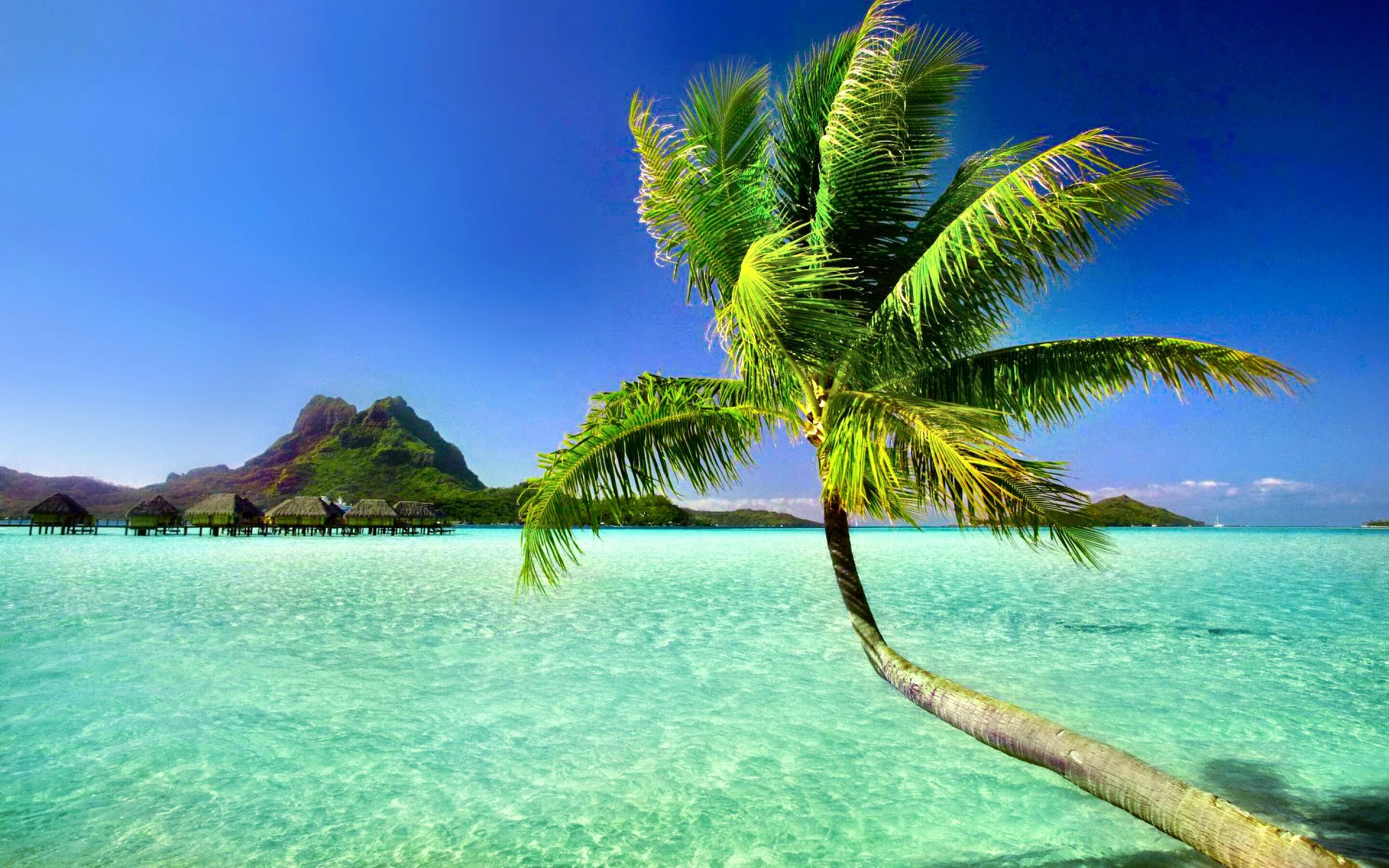 Парадиз остров Карибского моря. Море пальмы. Пляж с пальмами. Тропический остров.