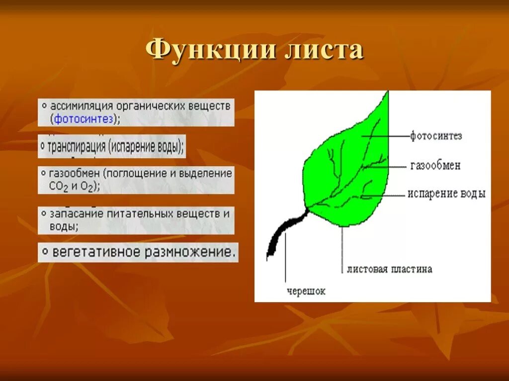 Биология 6 класс функция листьев. Функции листа растения. Функции листа 6 класс кратко. Функции листа 6 класс биология. Функции листьев биология 6 класс.