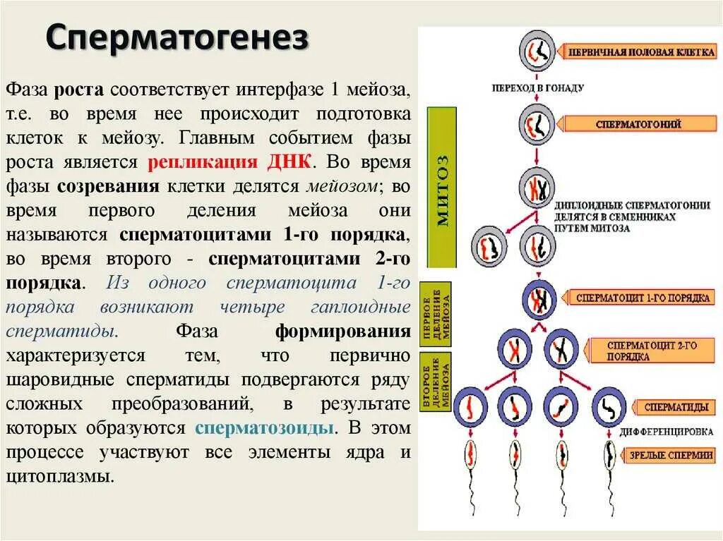 Мейоз происходит в период в процессе. Фаза созревания сперматогенеза. фаза размножения спермогенез. развитие половых клеток. мейоз. оплодотворение биология 9 класс. сперматогенез фазы мейоза.