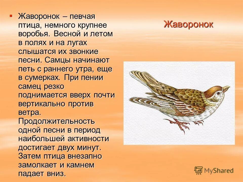 Рассказы птицы весной. Сообщение про Жаворонков. Доклад о жаворонке. Жаворонок краткая информация. Жаворонок описание.