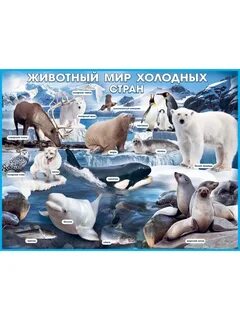 Животные холодных