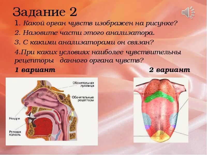 Презентация анализаторы органы чувств. Обонятельный анализатор нос. Обонятельный анализатор 8 класс биология. Орган обоняния обонятельный анализатор. Органы чувств анатомия.