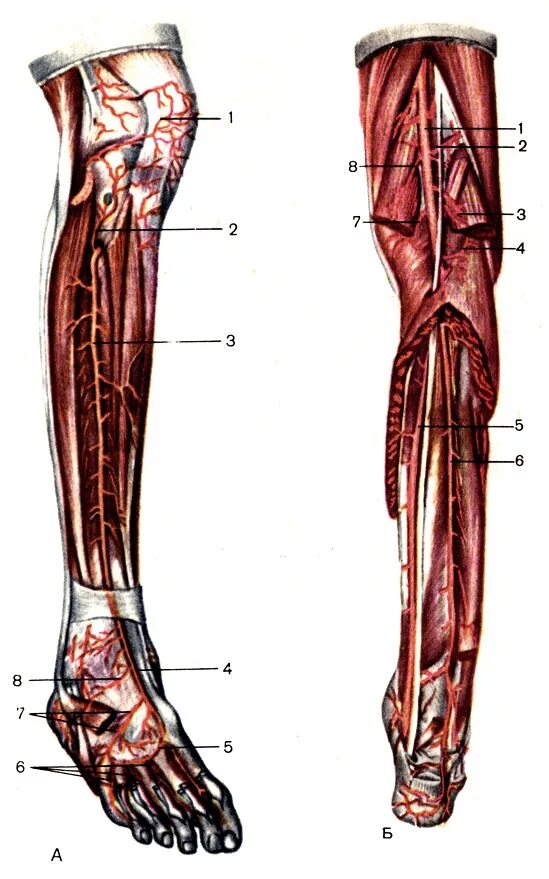 Основные артерии стопы. Передняя большеберцовая артерия (a. Tibialis anterior):. Артерия тибиалис Антериор. Передняя большеберцовая артерия стопы. Передняя большеберцовая артерия голени.