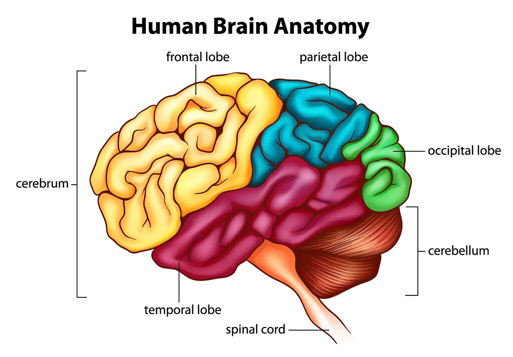 Capability of human brain. Головной мозг. Мозг анатомия. Головной мозг анатомия.