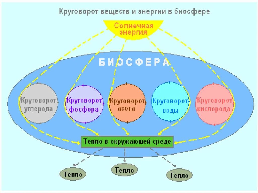 Основные источники биосферы. Круговорот биогенных веществ схема. Круговорот веществ и энергии в биосфере схема. Круговорот биогенных элементов в природе. Биологический круговорот веществ биогенных веществ.